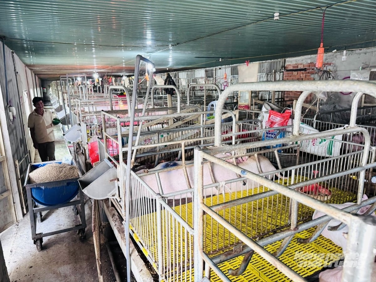 Trên diện tích chuồng trại hơn 2.500m2, ông Dương Hoàng Dũng xây dựng hệ thống 4 chuồng kiên cố (2 chuồng đẻ và 2 chuồng nái chửa) được trang bị hệ thống máy lạnh khép kín 100%. Ảnh: Lê Hoàng Vũ.