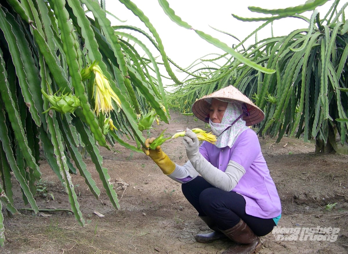 Nhà vườn Đồng Tháp tăng cường kiểm tra vườn, chăm sóc thanh long trong giai đoạn ra hoa nhằm phát hiện sớm sâu bệnh, hạn chế thiệt hại do thời tiết mưa nhiều. Ảnh: Lê Hoàng Vũ.