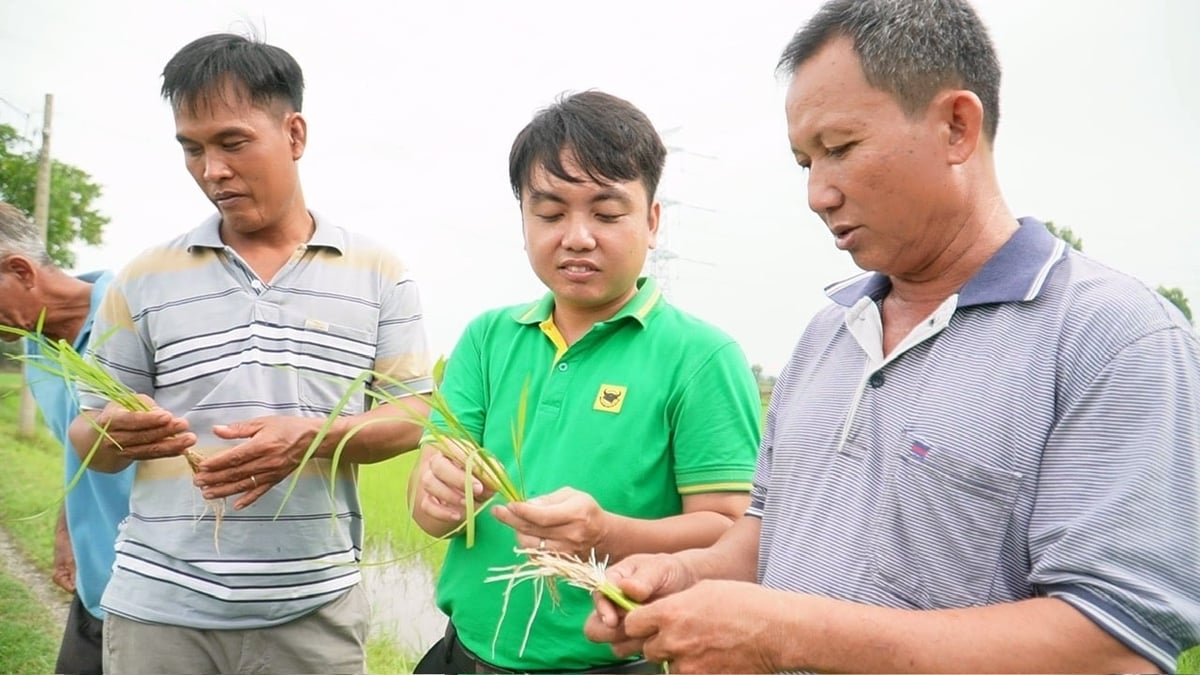 Ông Trầm Văn Thậm (bìa phải) cùng cán bộ kỹ thuật đánh giá bộ rễ và khả năng sinh trưởng của lúa sau 22 ngày sử dụng giải pháp bón lót Bio-Canxi. Ảnh: Ngọc Vân.