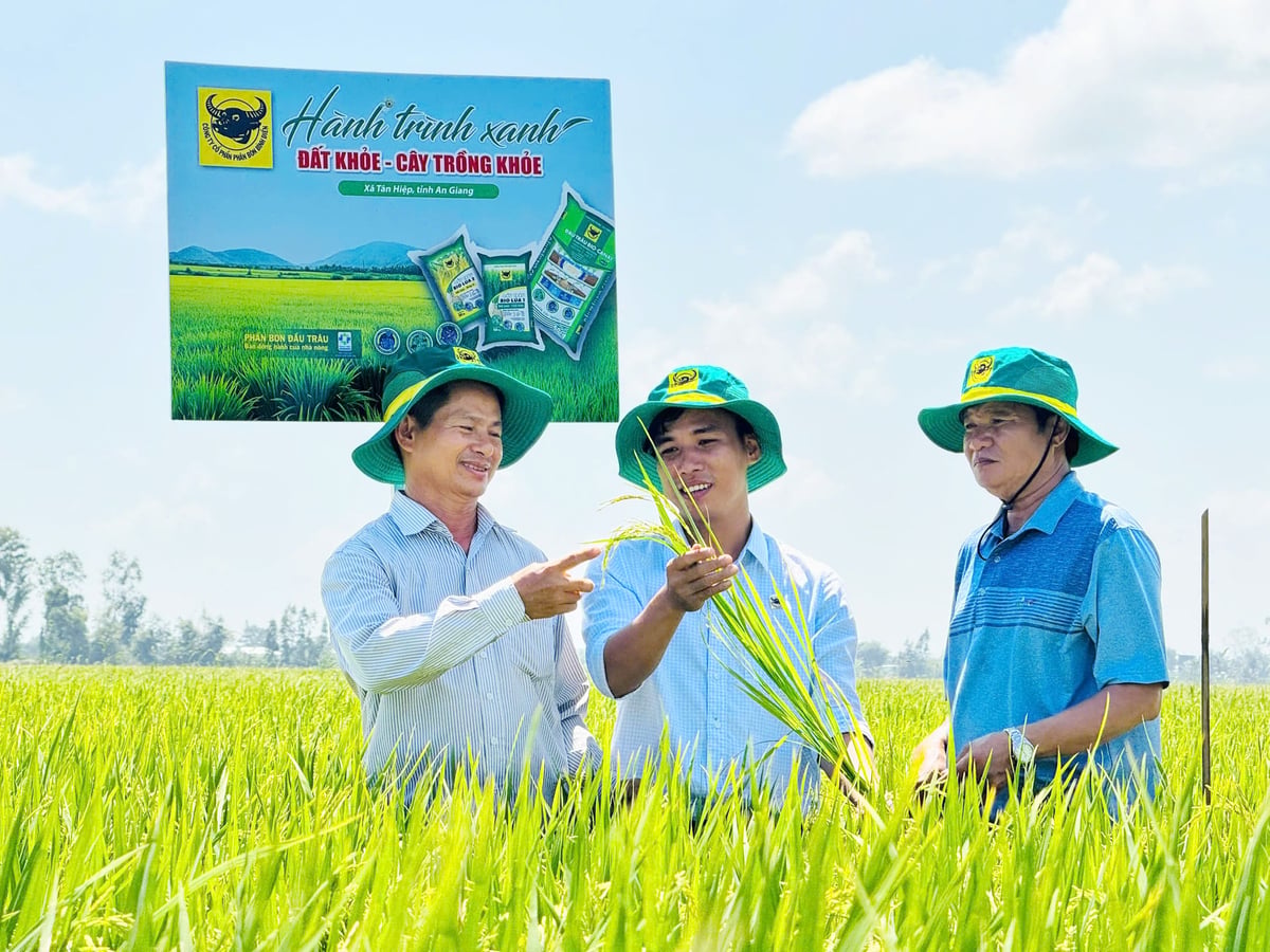 Ông Võ Hoàng Lưỡng (bìa phải) cùng nông dân và nhân viên kỹ thuật của Công ty Cổ phần Phân bón Bình Điền trao đổi, đánh giá sự phát triển của ruộng lúa tham gia mô hình 'Hành trình Xanh - Đất khỏe, cây trồng khỏe'. Ảnh: HTX.