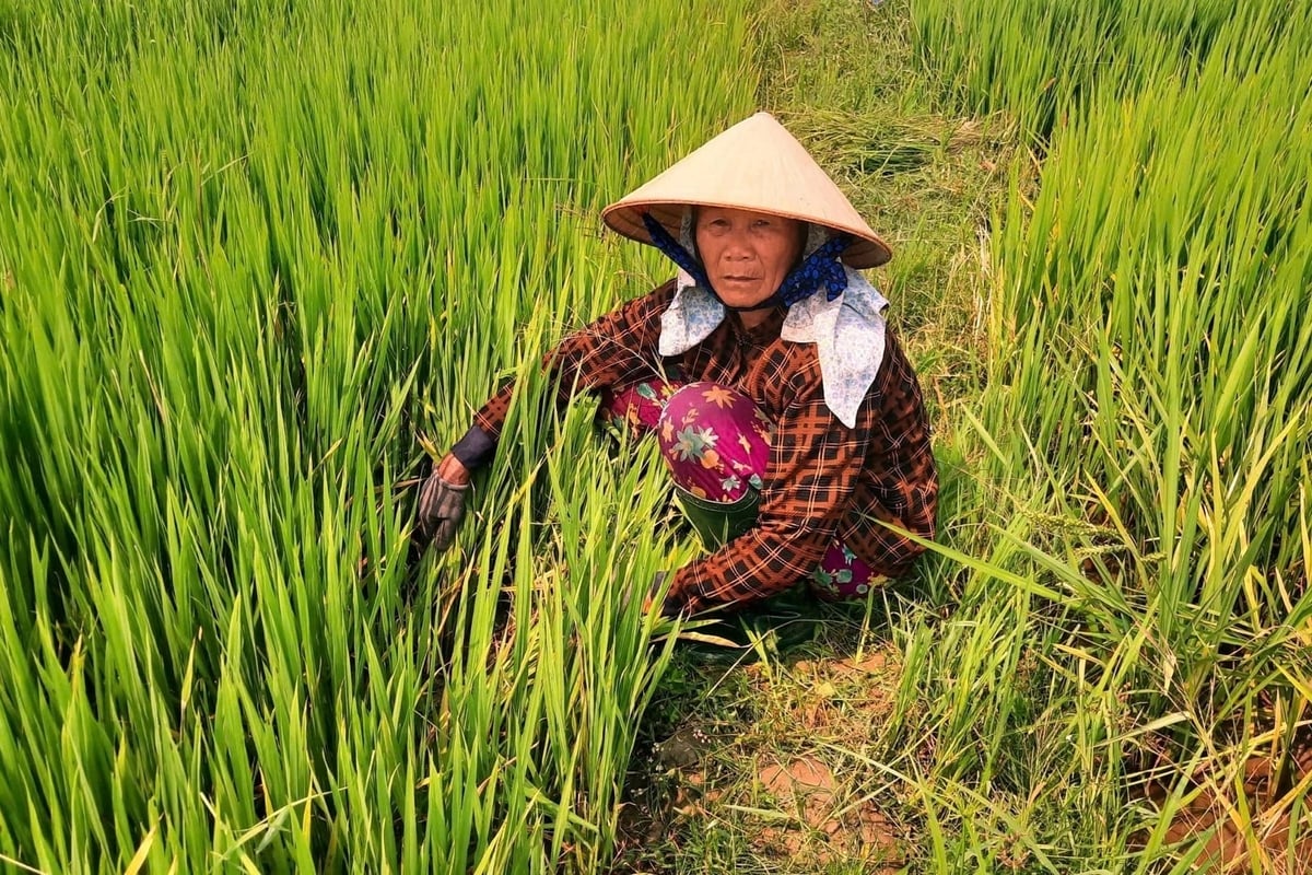 Nỗi lo mất mùa hiện rõ khi những bông lúa bắt đầu chuyển vàng vì không đủ nước tưới. Ảnh: Phạm Huy.