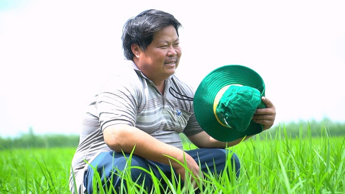 Sau nhiều năm canh tác trên vùng đất phèn, ông Trần Văn Phước mạnh dạn đổi mới tư duy, ứng dụng tiến bộ kỹ thuật nhằm giảm chi phí, nâng cao hiệu quả sản xuất lúa. Ảnh: Ngọc Vân.