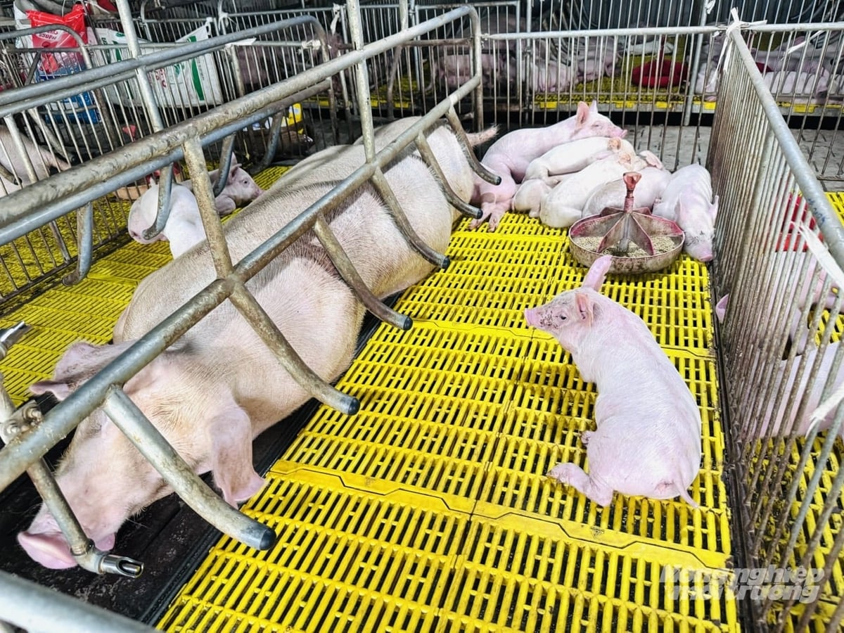 Cận cảnh máng ăn tự động được sử dụng trong chuồng heo lạnh, giúp tiết kiệm lao động và đảm bảo thức ăn đầy đủ cho heo sinh sản. Ảnh: Lê Hoàng Vũ.