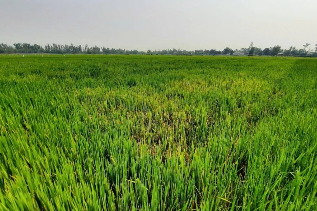 Đúng thời điểm lúa làm đòng, những cánh đồng ở phường Điện Bàn Đông (TP Đà Nẵng) lại hứng chịu đợt nắng nóng kéo dài và tình trạng thiếu nước, xâm nhập mặn. Ảnh: Phạm Huy.
