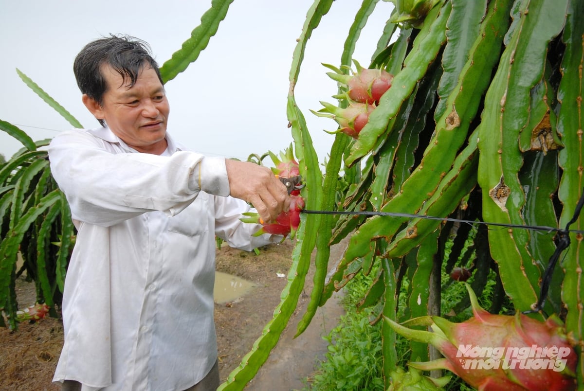Ông Lê Nhật Khang, nông dân trồng 1,5ha thanh long tại xã Long Hưng, tỉnh Đồng Tháp thường xuyên thăm vườn và kiểm tra tình hình sâu bệnh để bảo vệ năng suất, chất lượng trái trong mùa mưa. Ảnh:Lê Hoàng Vũ.