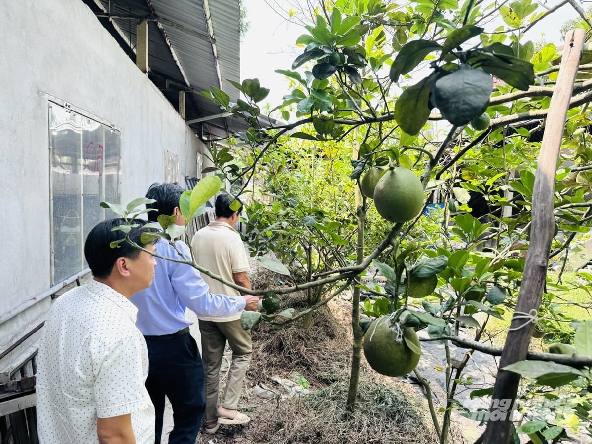 Ông Dũng giới thiệu vườn cây ăn trái được bón bằng phân heo ủ hoai. Ảnh: Lê Hoàng Vũ.