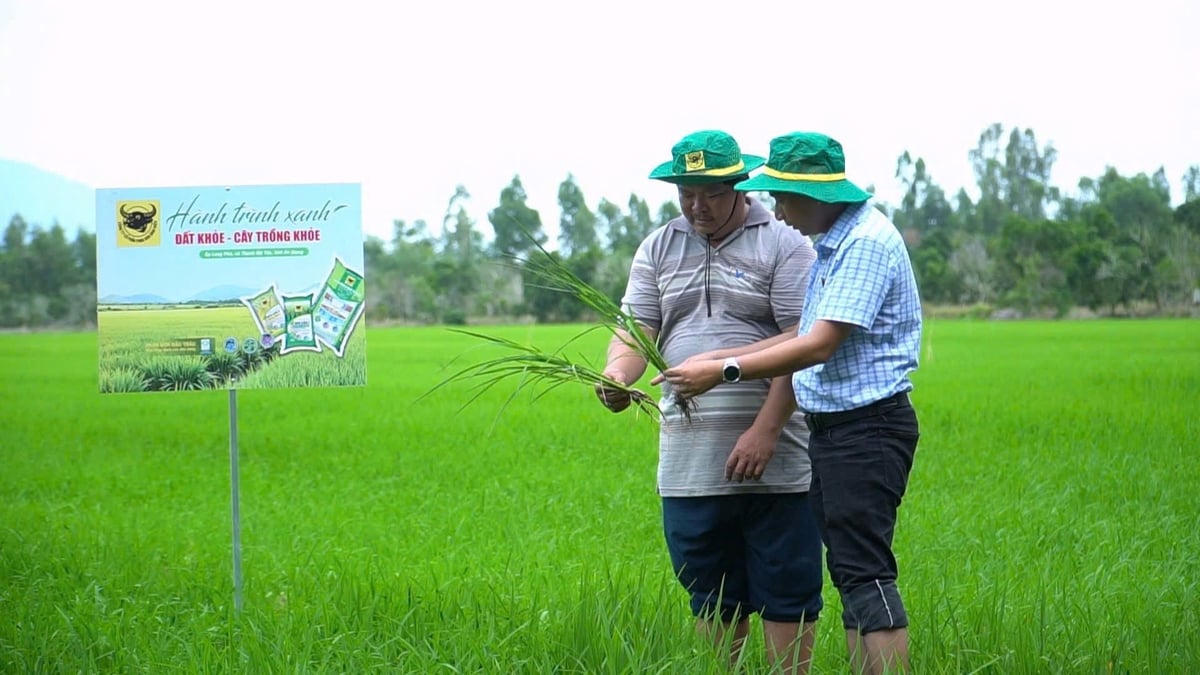 Cán bộ kỹ thuật Công ty Cổ phần Phân bón Bình Điền cùng ông Trần Văn Phước kiểm tra bộ rễ và khả năng sinh trưởng của cây lúa trên ruộng áp dụng giải pháp cải tạo đất bằng Đầu Trâu Bio-Canxi tại vùng Tứ giác Long Xuyên. Ảnh: Ngọc Vân.