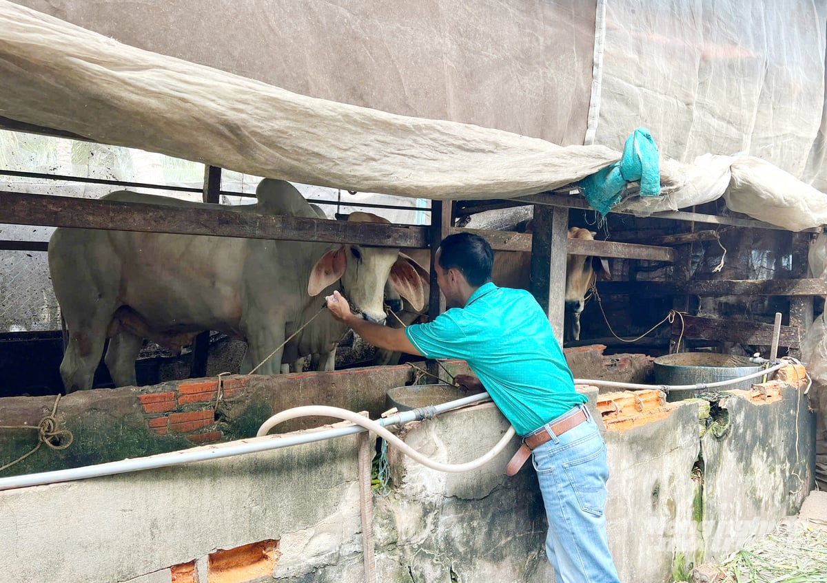 Từ chuồng trại đến đồng ruộng, anh Bình luôn dành nhiều thời gian bám sát thực tế. Ảnh: Lê Hoàng Vũ. Từ chuồng trại đến đồng ruộng, anh Bình luôn dành nhiều thời gian bám sát thực tế. Ảnh: Lê Hoàng Vũ.