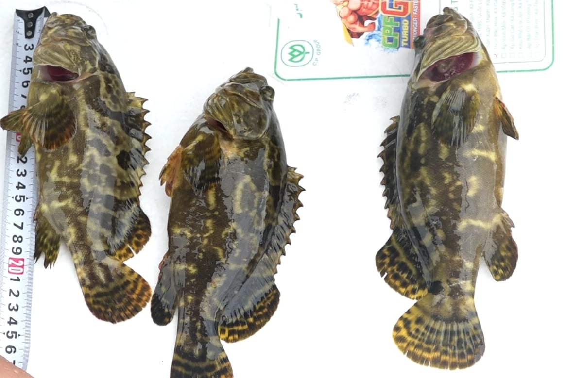 Sau hơn 2 tháng nuôi, cá có chiều dài khoảng 25 cm, nặng gần 250 g. Ảnh: Nguyễn Thành. Sau hơn 2 tháng nuôi, cá có chiều dài khoảng 25 cm, nặng gần 250 g. Ảnh: Nguyễn Thành.