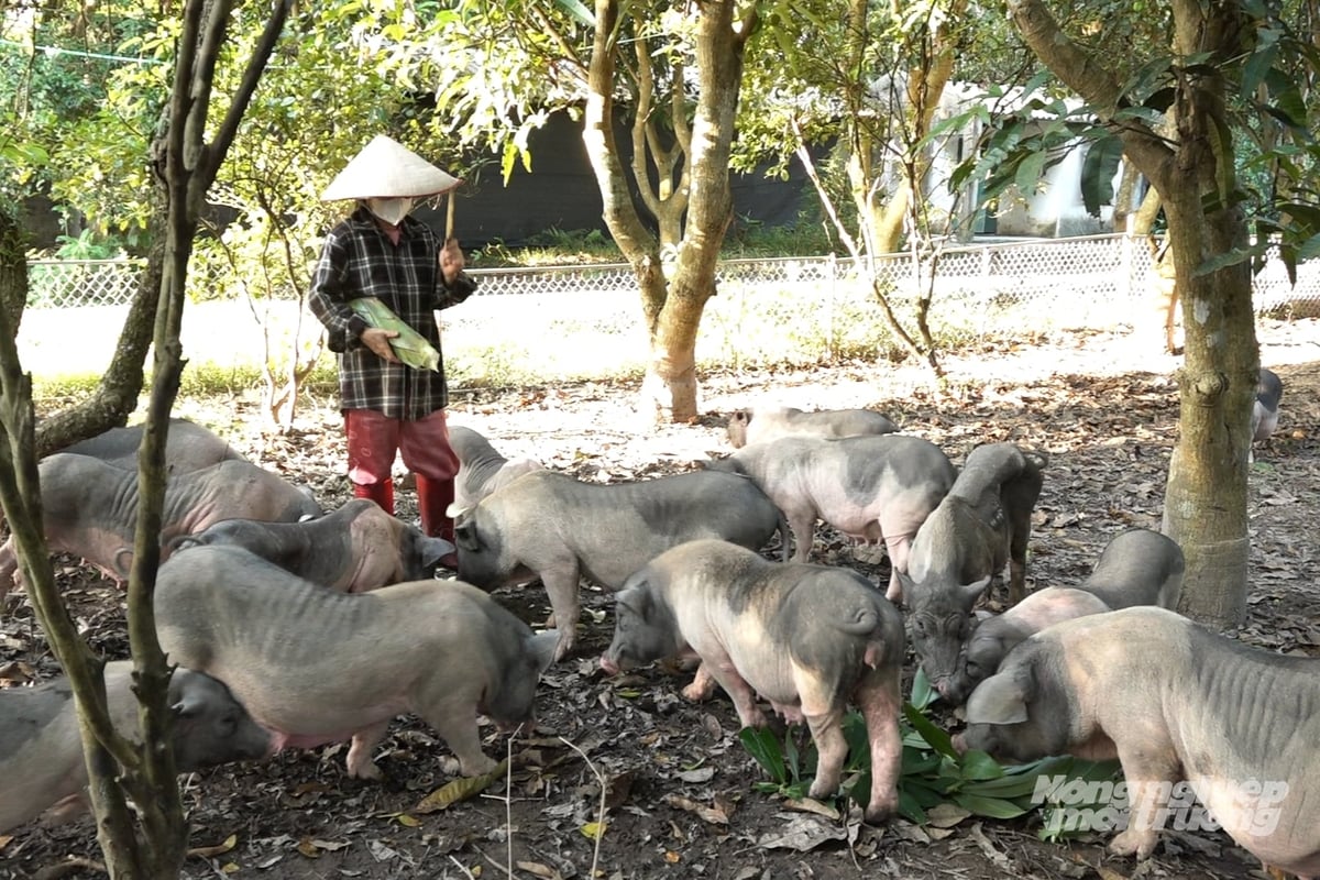 Lợn Móng Cái được cho ăn thức ăn tự nhiên, kết hợp các loại ngũ cốc, rau xanh và dược liệu. Ảnh: Nguyễn Thành.