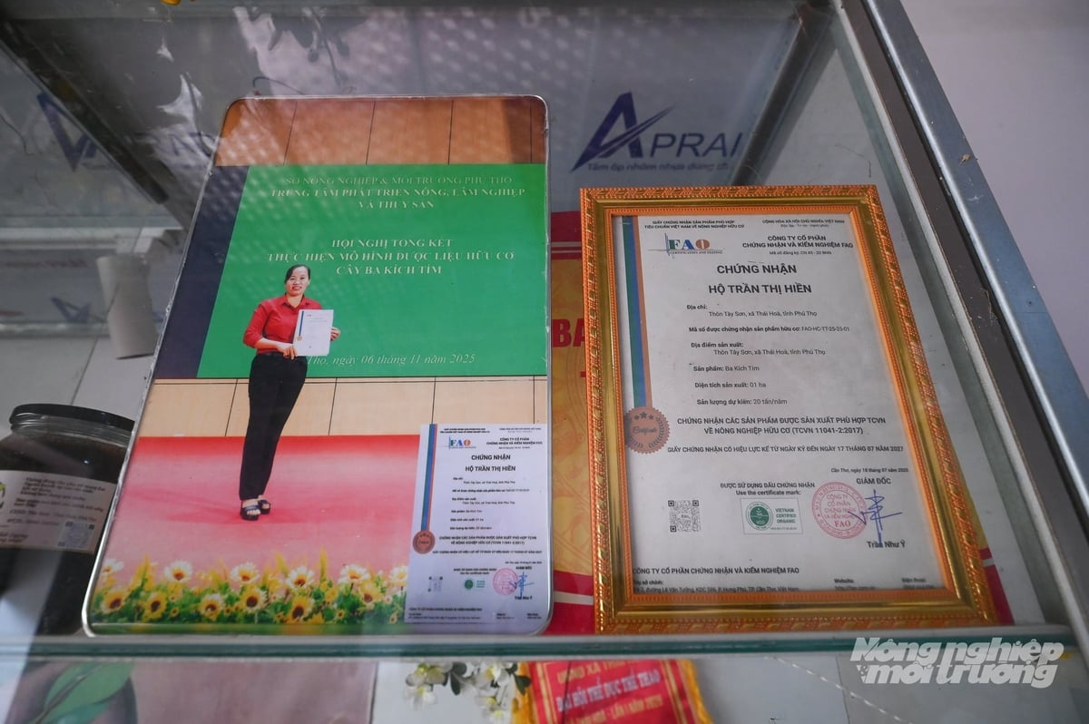 Chứng nhận sản phẩm hữu cơ với cây ba kích của gia đình anh Tình, chị Hiền. Ảnh: Tùng Đinh.