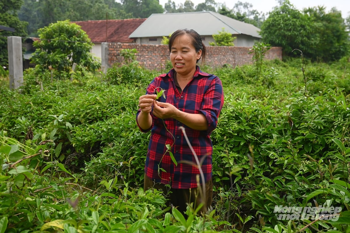 Chị Trần Thị Hiền kiểm tra vườn ba kích gần 5 năm tuổi đang đến kỳ thu hoạch. Ảnh: Tùng Đinh.