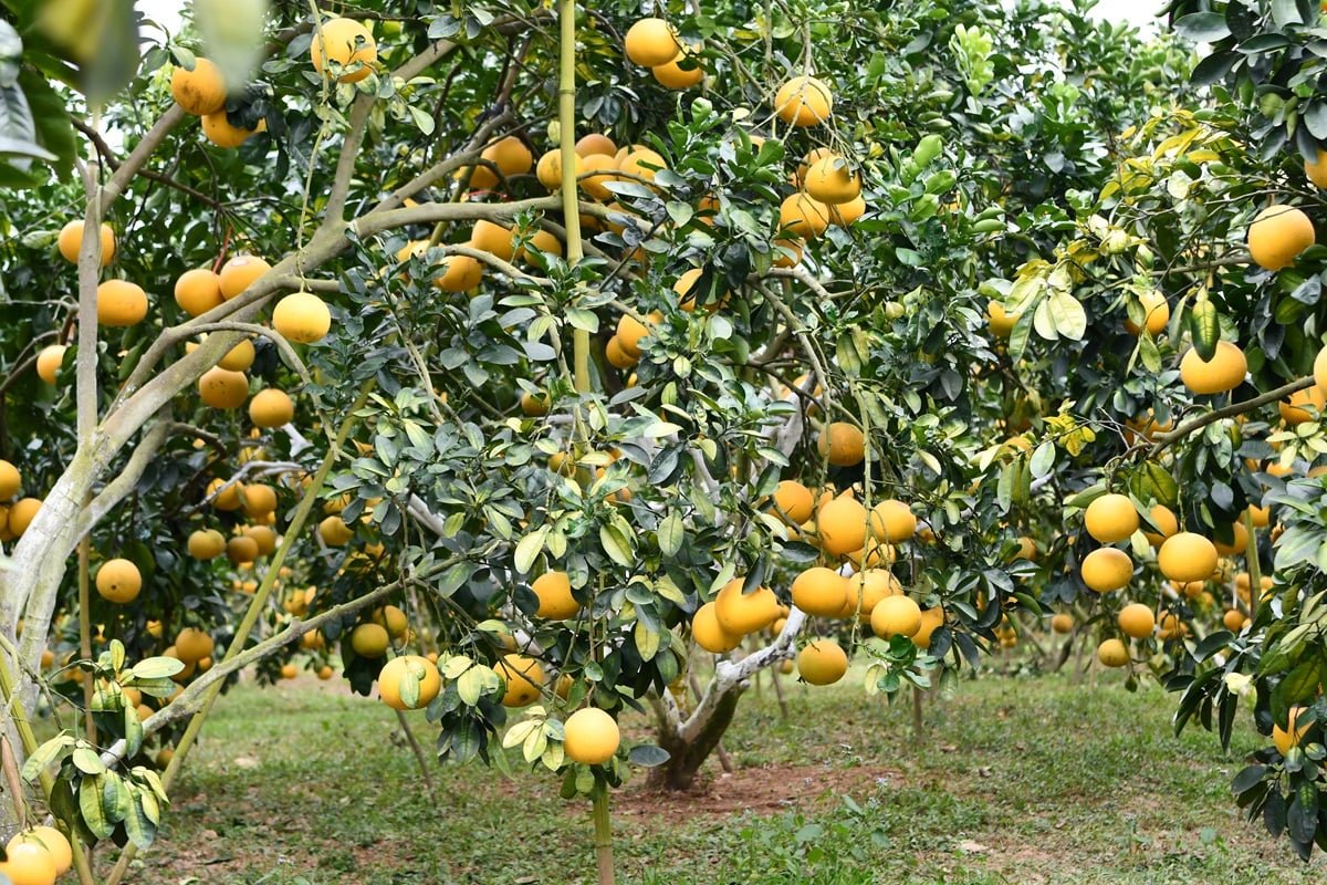 Bắc Ninh chưa có vùng trồng bưởi đạt yêu cầu xuất khẩu sang thị trường Trung Quốc dù diện tích canh tác lớn. Ảnh: Lê Bền.