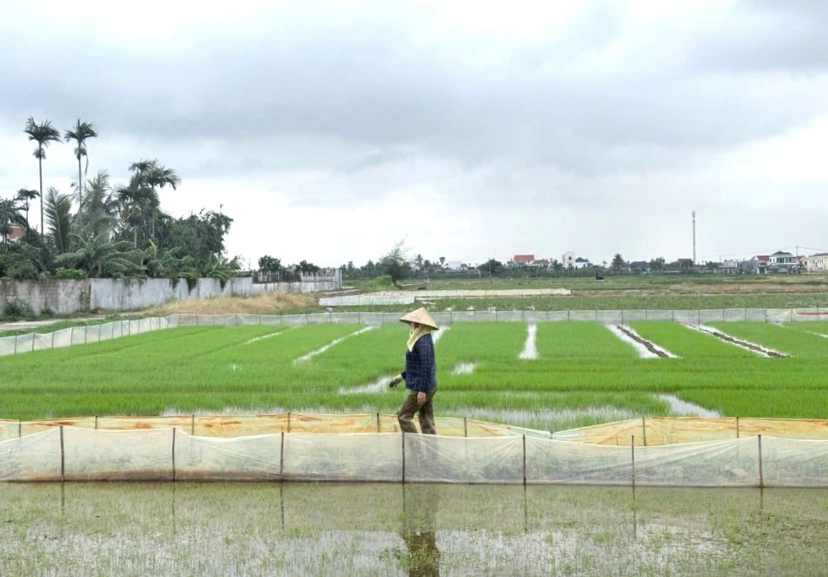 Toàn thành phố Hải Phòng đã gieo cấy được khoảng 30.000 ha lúa vụ mùa 2026. Ảnh: Đinh Mười.