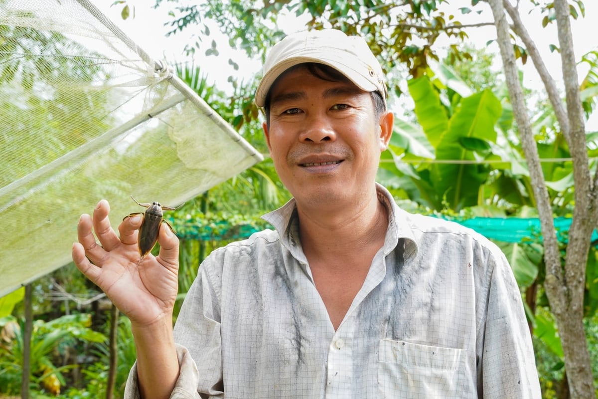 Anh Huỳnh Văn Thuận - chủ trang trại nuôi cà cuống độc nhất tại TP Cần Thơ. Ảnh: Kim Anh. Anh Huỳnh Văn Thuận - chủ trang trại nuôi cà cuống độc nhất tại TP Cần Thơ. Ảnh: Kim Anh.
