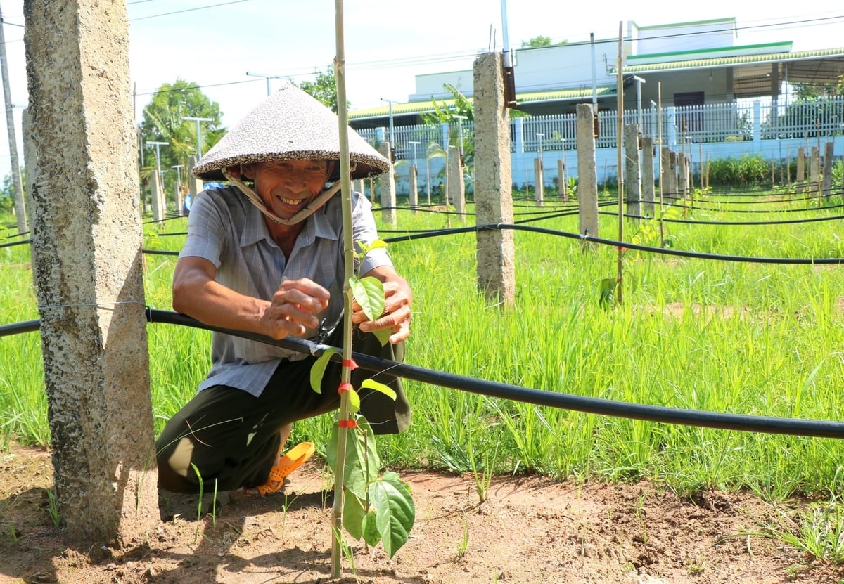 Ông Nguyễn Văn Tiêm hi vọng mô hình trồng chanh leo sẽ thành công. Ảnh: KS. Ông Nguyễn Văn Tiêm hi vọng mô hình trồng chanh leo sẽ thành công. Ảnh: KS.