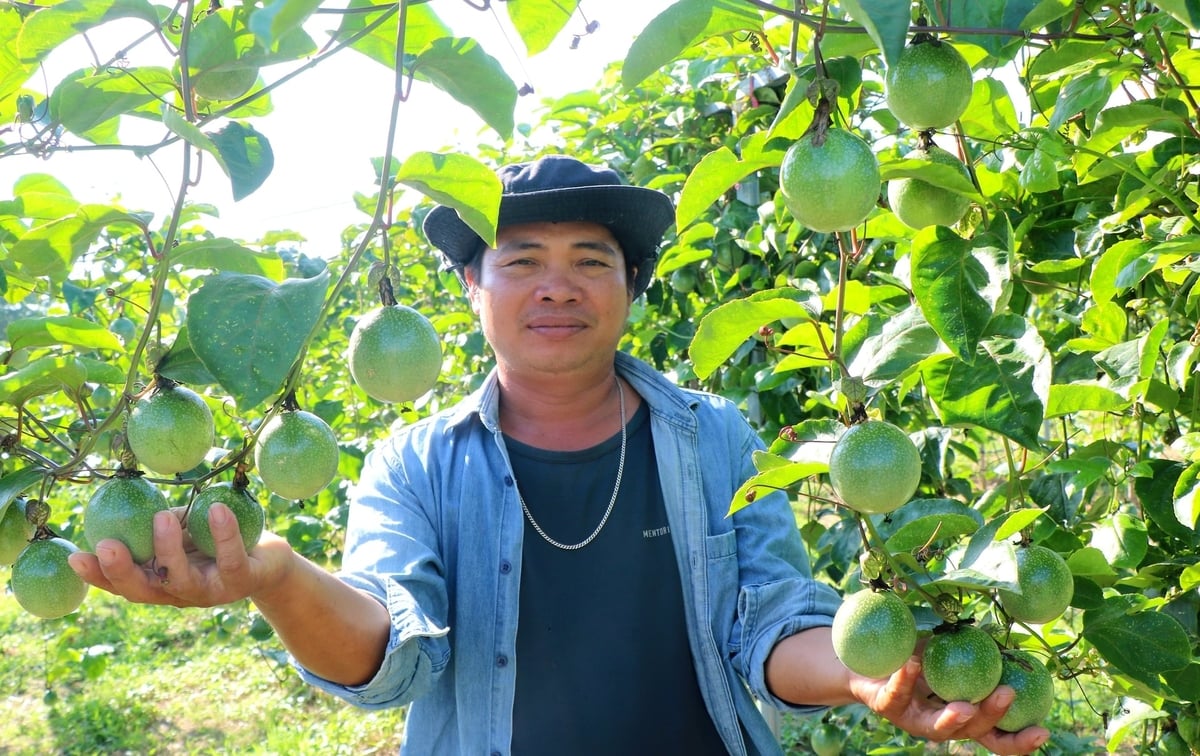 Anh Huỳnh Văn Đẩu khoe vườn chanh leo trĩu quả. Ảnh: KS. Anh Huỳnh Văn Đẩu khoe vườn chanh leo trĩu quả. Ảnh: KS.