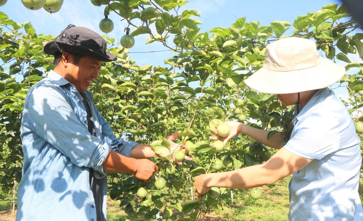 Cán bộ khuyến nông Lâm Đồng đồng hành cùng bà con trong chuyển đổi cây trồng. Ảnh: KS. Cán bộ khuyến nông Lâm Đồng đồng hành cùng bà con trong chuyển đổi cây trồng. Ảnh: KS.