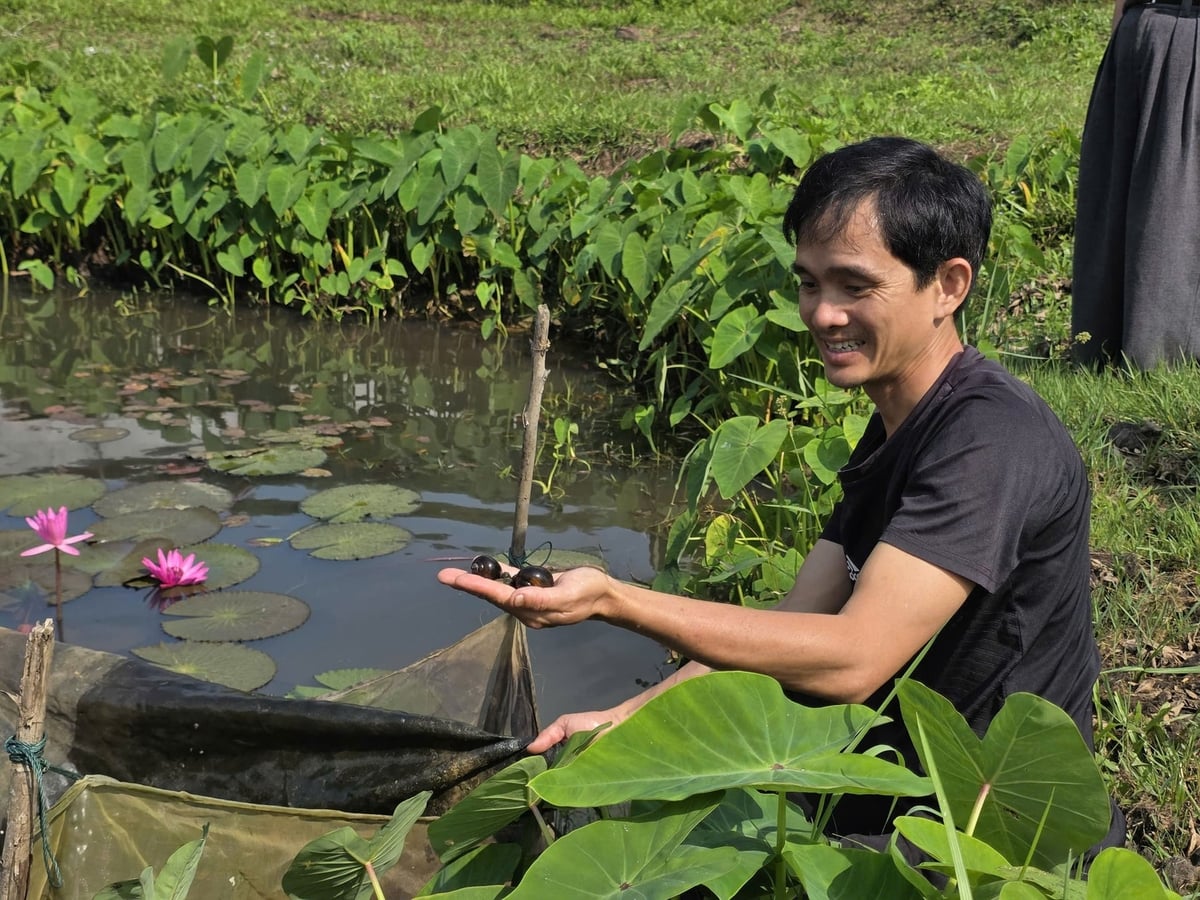 Anh Huỳnh Ngọc Nam đầu tư trang trại nuôi cá nước ngọt và ốc bươu trên diện tích 4,5ha từ vốn vay hỗ trợ tạo việc làm. Ảnh: Phạm Huy.