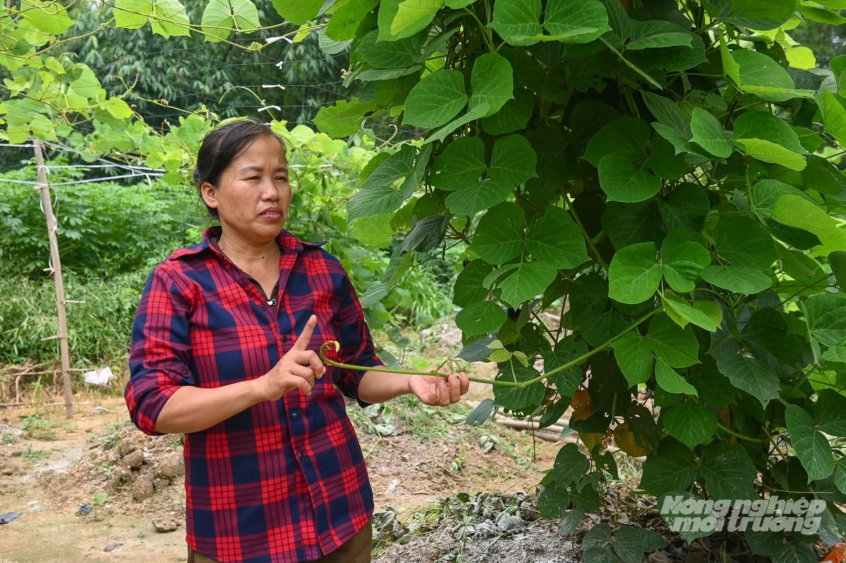 Sắn dây đang được chị Hiền trồng thử nghiệm, bước đầu thành công. Ảnh: Tùng Đinh.