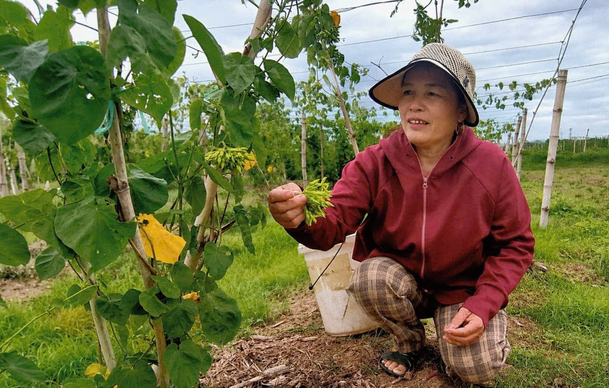 Trồng hoa thiên lý mang lại cho nông dân xã Công Chính thu nhập ổn định. Ảnh: Quốc Toản.