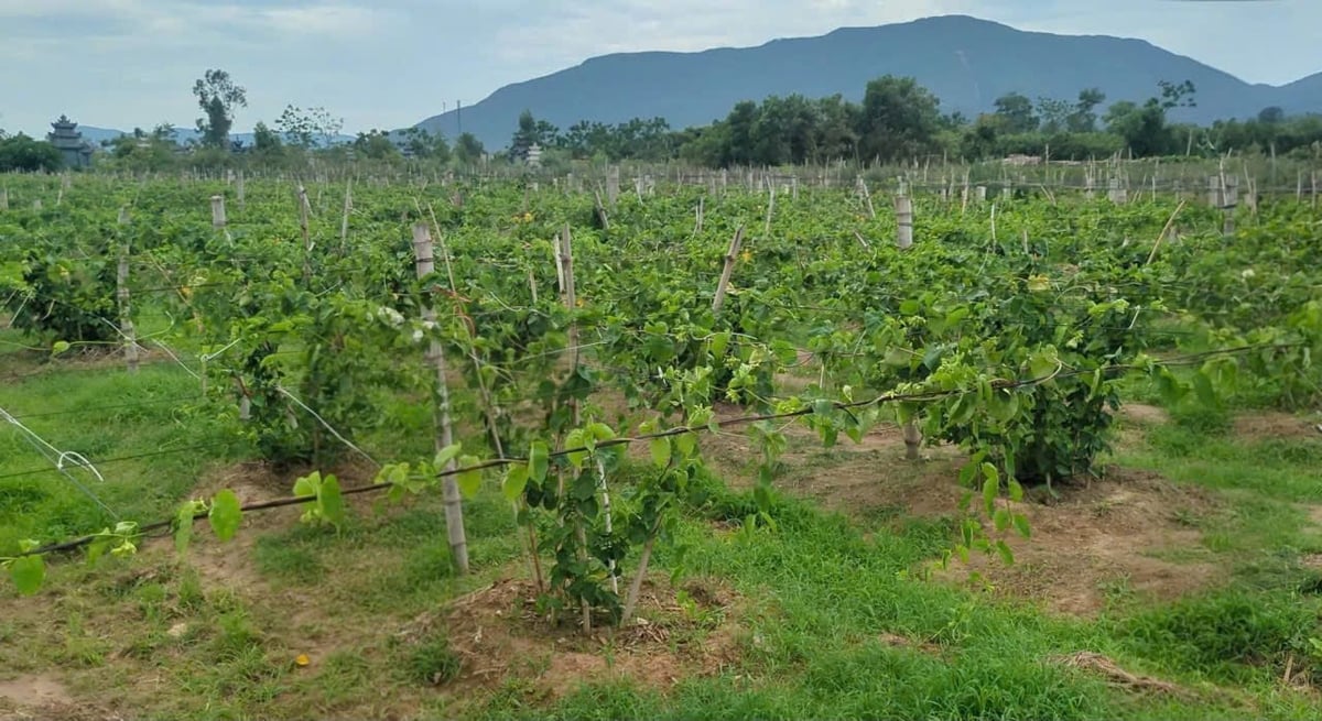Xã Công Chính đã quy hoạch mở rộng vùng trồng hoa thiên lý nhằm nâng cao sản lượng, thu nhập cho bà con. Ảnh: Quốc Toản.