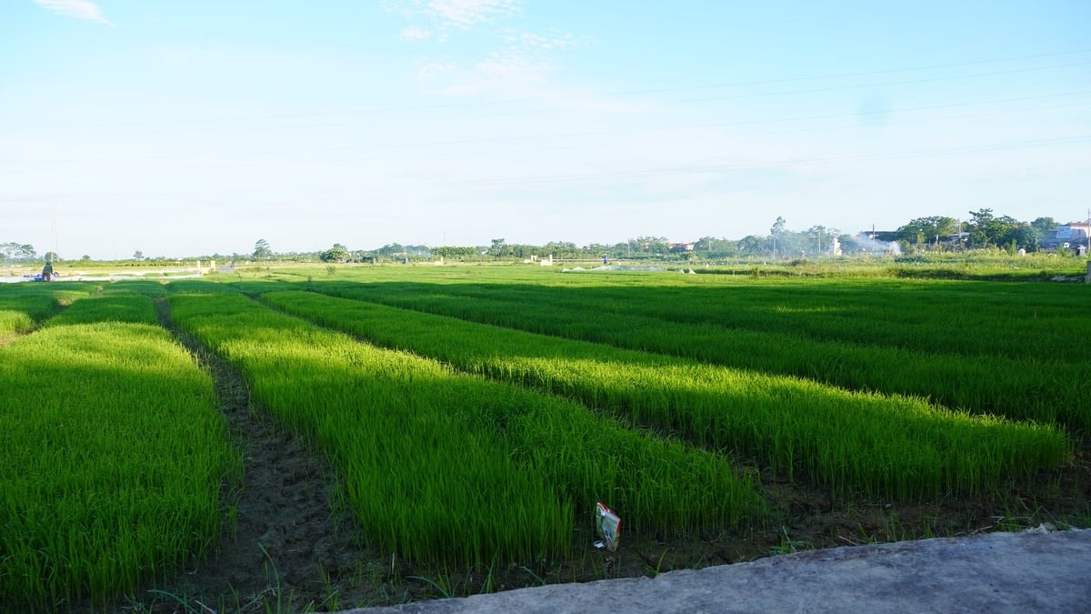 Ông Ngãi thuộc từng khoảnh ruộng trên địa bàn. Ảnh: Minh Toàn.