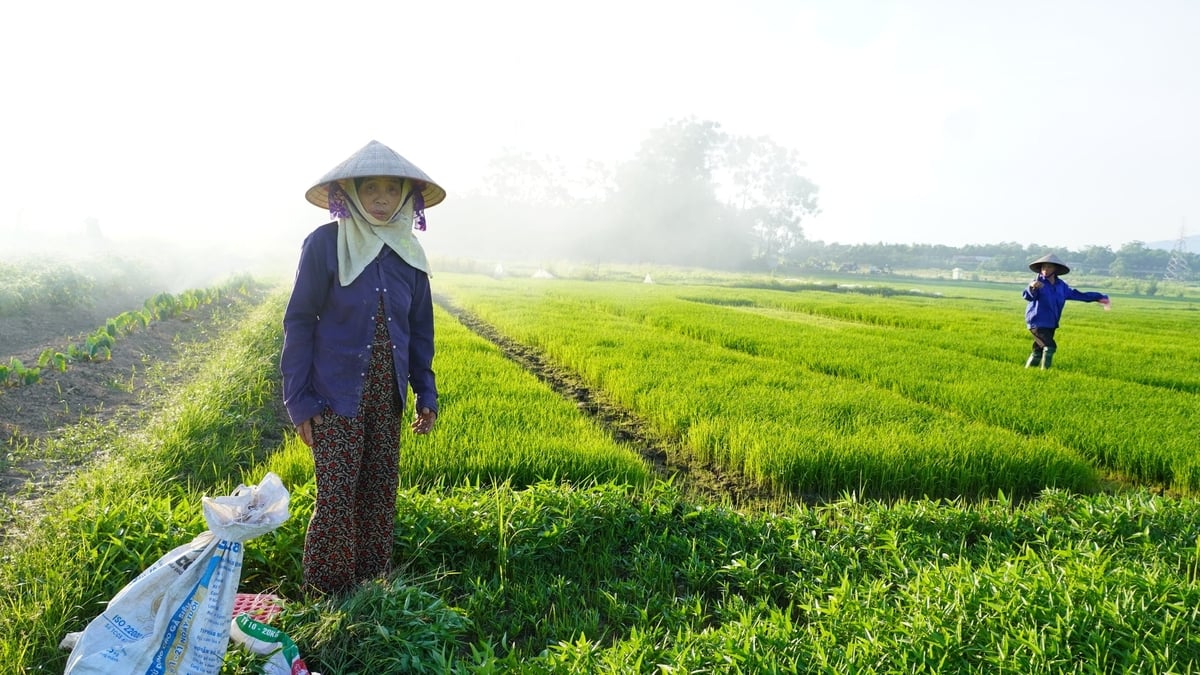 Nhiều người dân vẫn tìm đến ông Ngãi như vị 'giáo sư' của đồng ruộng. Ảnh: Minh Toàn.