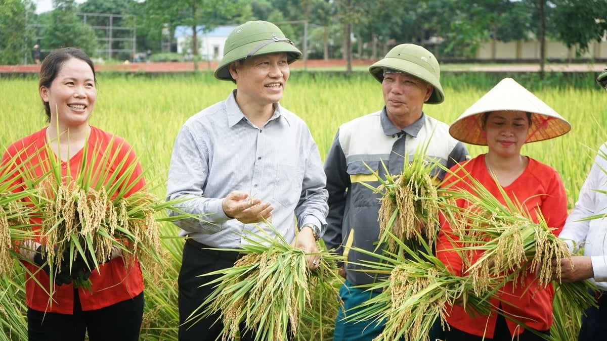 Đáng chú ý, năng suất lúa không những không giảm mà còn nhỉnh hơn so với các ruộng đối chứng sản xuất theo tập quán cũ. Ảnh: Nguyễn Thành.
