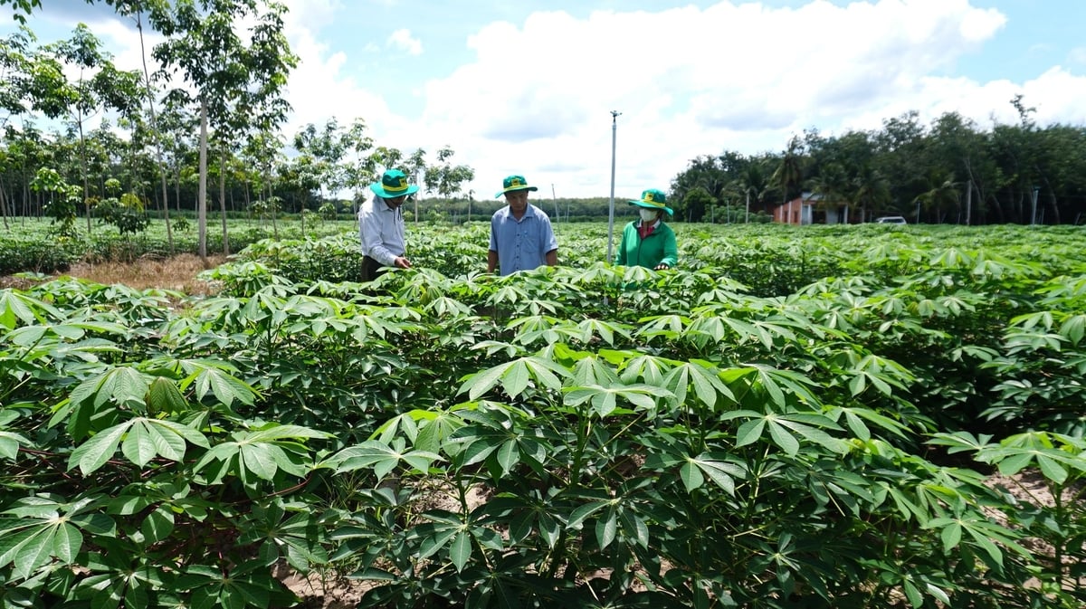 Sắn là cây trồng chủ lực tại Tây Ninh, giúp người dân ổn định sinh kế, giảm nghèo bền vững. Ảnh: Trần Trung.