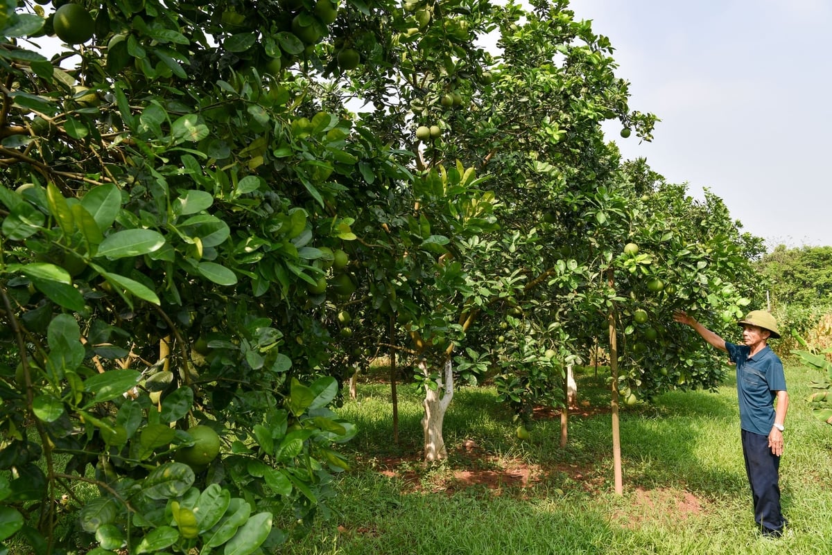 Một góc vườn của ông Đặng Tâm Dung. Ảnh: Dương Đình Tường. Một góc vườn của ông Đặng Tâm Dung. Ảnh: Dương Đình Tường.