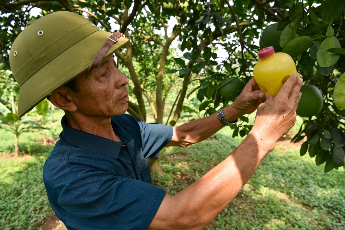 Ông Dung kiểm tra bẫy ruồi vàng. Ảnh: Dương Đình Tường. Ông Dung kiểm tra bẫy ruồi vàng. Ảnh: Dương Đình Tường.