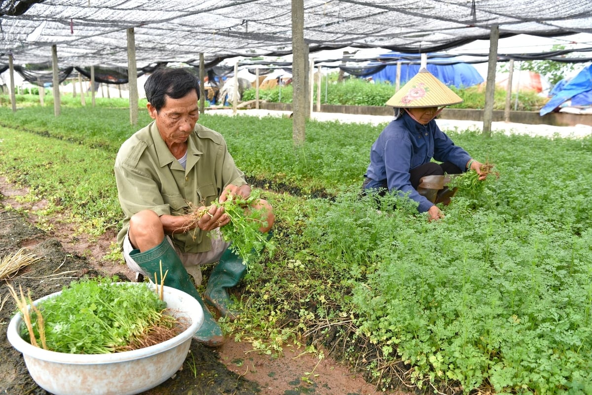Vợ chồng ông Hoàng Văn Đoàn thu hoạch rau mùi. Ảnh: Dương Đình Tường. Vợ chồng ông Hoàng Văn Đoàn thu hoạch rau mùi. Ảnh: Dương Đình Tường.