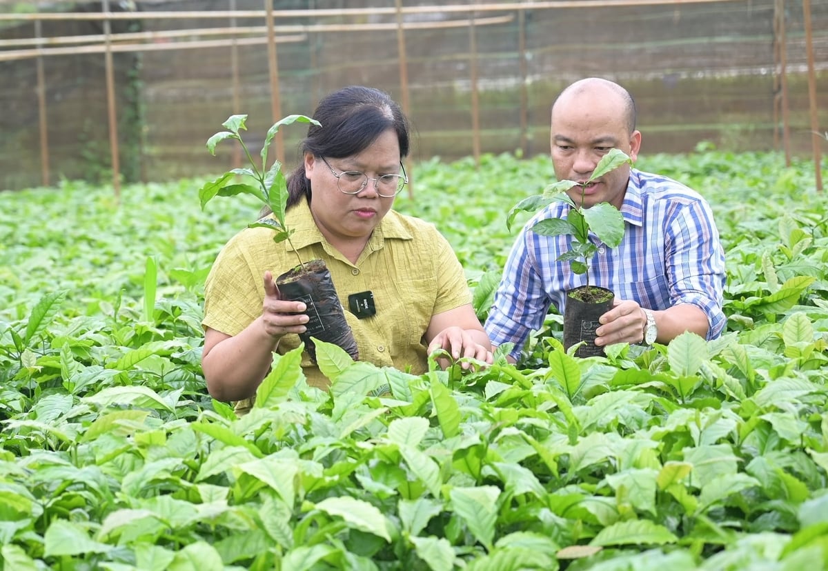 Mỗi vườn cà phê không nên trồng một giống duy nhất mà nên bố trí khoảng 80% giống chính và 20% giống phụ để tăng khả năng thụ phấn chéo, ổn định năng suất. Ảnh: Phạm Hoài.