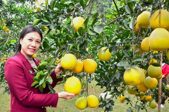 Cây bưởi giúp cho nhiều nông dân Hà Nội phát triển kinh tế. Ảnh: Dương Đình Tường.