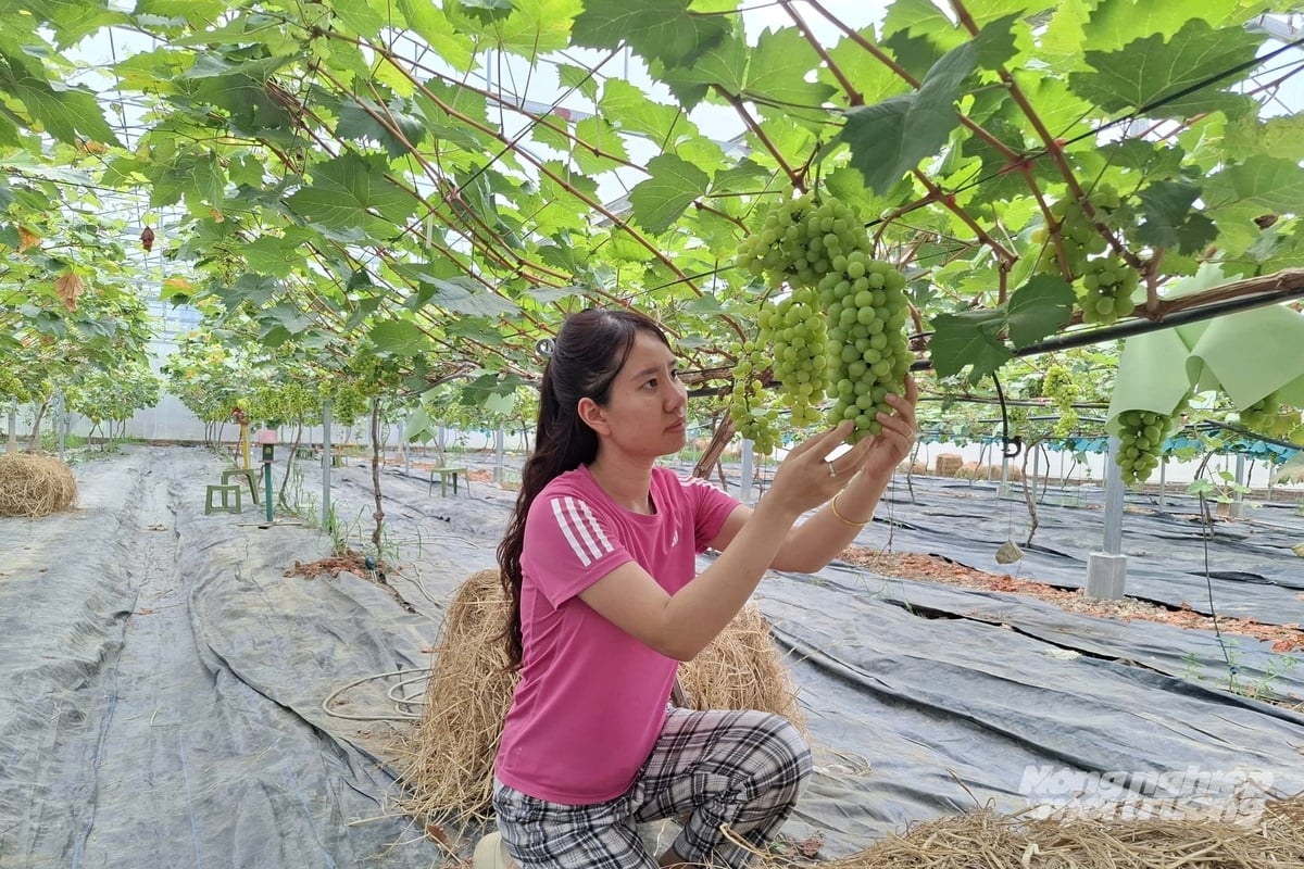 Sau nhiều nỗ lực, chị Lê Yến Phượng đã gây dựng thành công mô hình trồng nho sữa Hàn Quốc trong nhà màng tại Thanh Hóa. Ảnh: Trung Quân.