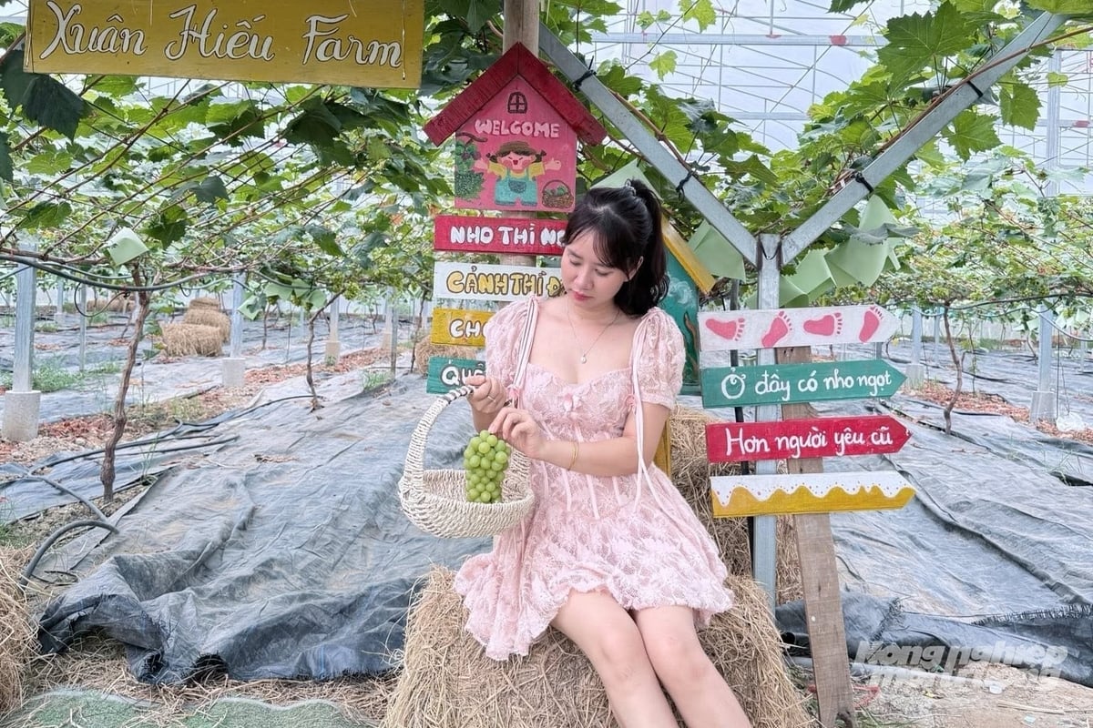 Việc kết hợp sản xuất và du lịch trải nghiệm đang giúp Xuân Hiếu Farm thu lợi kép. Ảnh: Trung Quân.