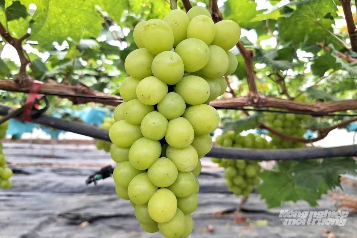 Theo chị Phượng, sự minh bạch trong sản xuất và chất lượng sản phẩm sẽ giúp nhà các vườn trồng nho không phải 'đỏ mắt' tìm khách hàng. Ảnh: Trung Quân.