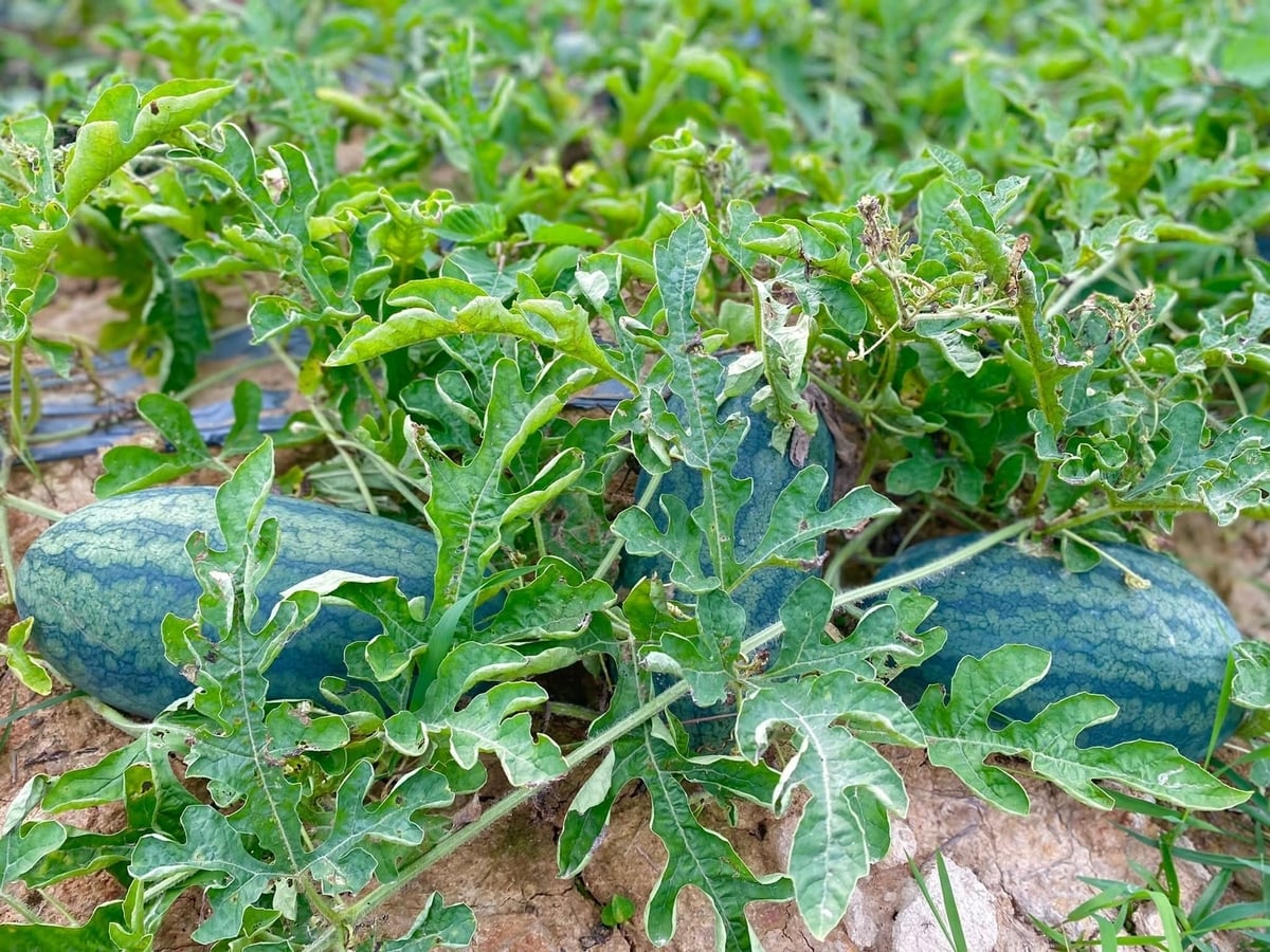 Dưa hấu Cô Tô được bón bằng đầu tôm ủ hoai mục, cho trái ngọt đậm đà. Ảnh: Cường Vũ. Dưa hấu Cô Tô được bón bằng đầu tôm ủ hoai mục, cho trái ngọt đậm đà. Ảnh: Cường Vũ.