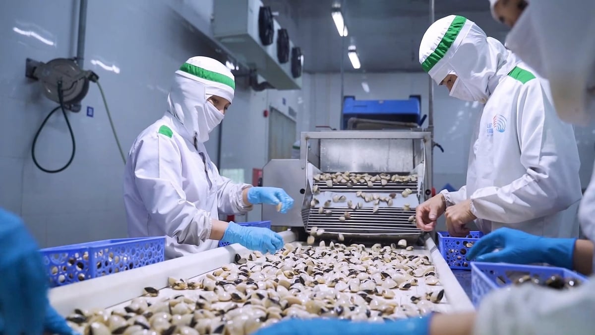 Nếu làm tốt từ vùng nguyên liệu, kiểm soát chất lượng đến xây dựng thương hiệu, ngao Việt Nam hoàn toàn có thể nâng cao giá trị và khẳng định vị thế bền vững trên thị trường quốc tế. Ảnh: Hồng Thắm. Nếu làm tốt từ vùng nguyên liệu, kiểm soát chất lượng đến xây dựng thương hiệu, ngao Việt Nam hoàn toàn có thể nâng cao giá trị và khẳng định vị thế bền vững trên thị trường quốc tế. Ảnh: Hồng Thắm.