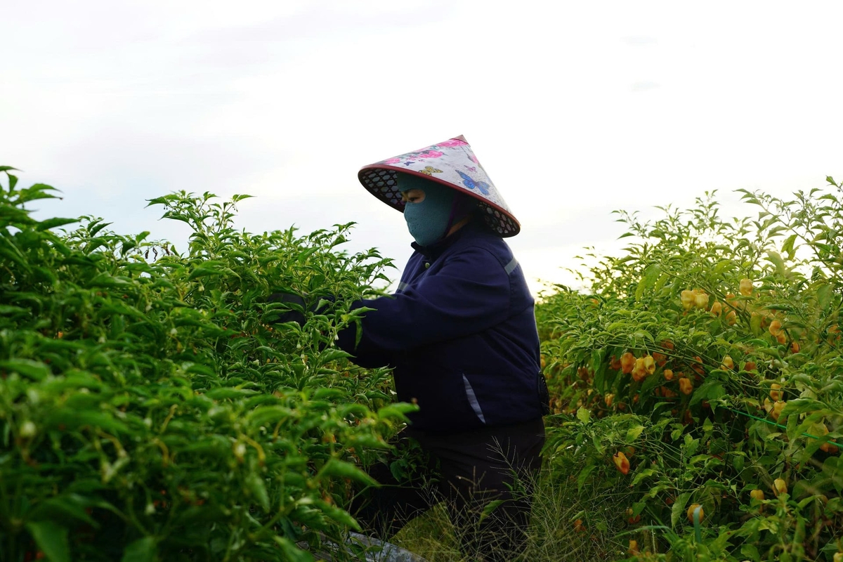 Nông dân thu hoạch ớt Habanero. Ảnh: Thanh Nga.