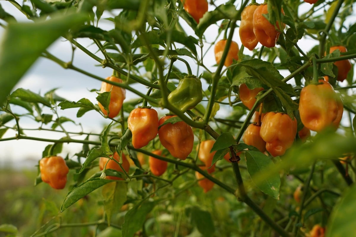 Ớt Habanero cho năng suất cao, giúp nông dân có thu nhập khá. Ảnh: Thanh Nga.