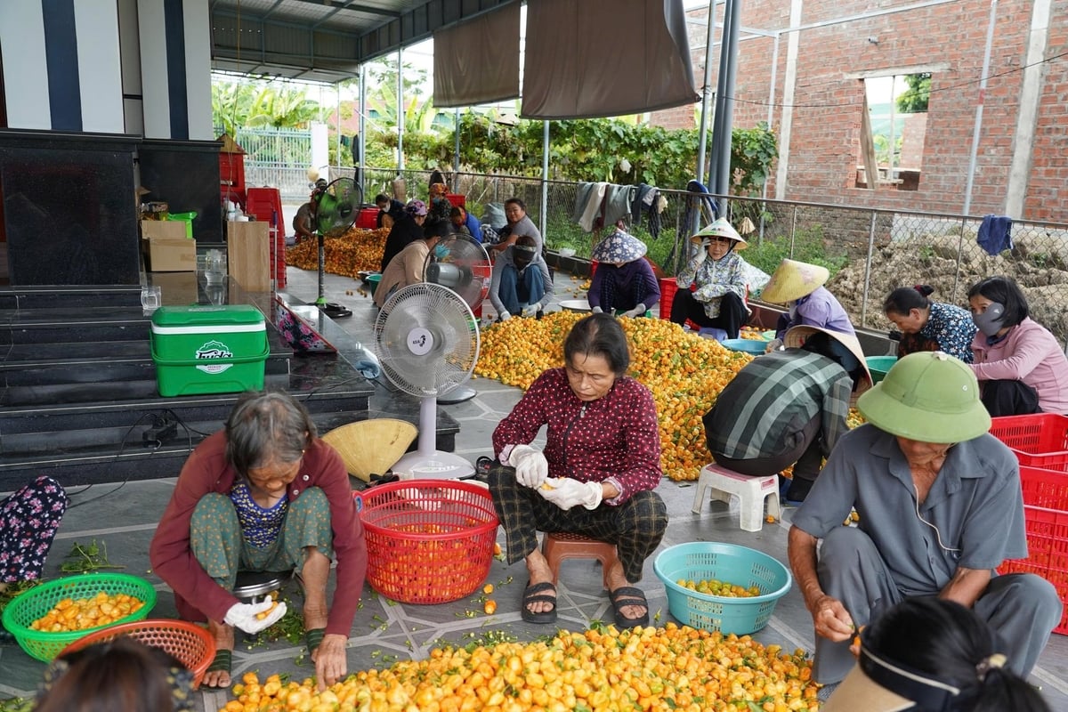 Sau khi sơ chế, bảo quản, ớt được nhập cho đơn vị chuyên xuất khẩu. Ảnh: Thanh Nga.
