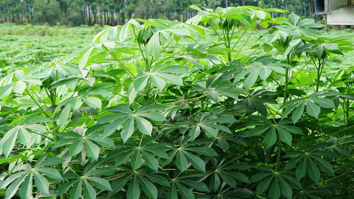 Một giống sắn kháng bệnh khảm lá của Trung tâm Nghiên cứu Thực nghiệm nông nghiệp Hưng Lộc. Ảnh: Lê Bình.