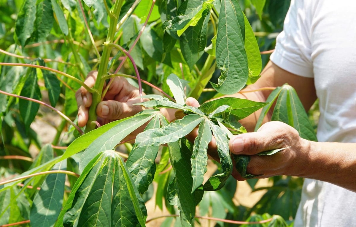 Bệnh khảm lá vẫn đang là mối lo của nông dân Tây Ninh do còn thiếu nguồn cây giống kháng bệnh. Ảnh: Lê Bình.