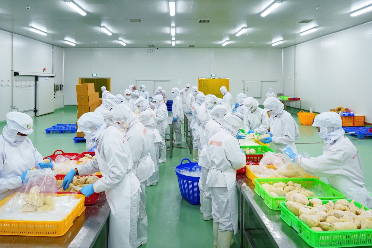 Doanh nghiệp chỉ có thể kiểm tra một phần nguyên liệu trước khi đóng gói, nên nếu lô hàng bị phát hiện vượt ngưỡng du lượng, rủi ro có thể ảnh hưởng cả vùng nguyên liệu và doanh nghiệp thu mua. Ảnh: Minh Đảm. Doanh nghiệp chỉ có thể kiểm tra một phần nguyên liệu trước khi đóng gói, nên nếu lô hàng bị phát hiện vượt ngưỡng du lượng, rủi ro có thể ảnh hưởng cả vùng nguyên liệu và doanh nghiệp thu mua. Ảnh: Minh Đảm.