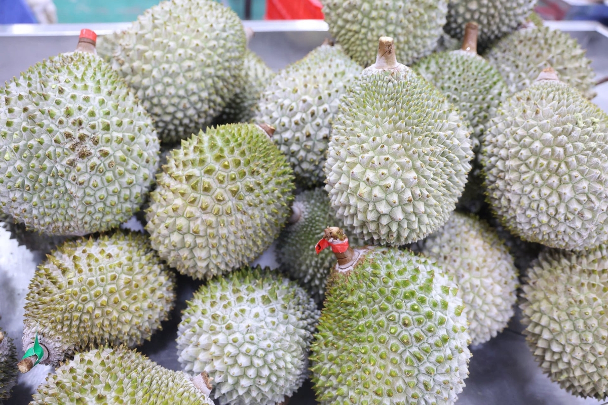 Xây dựng 'vùng xanh' cho sầu riêng vùng ĐBSCL bắt đầu từ quản lý đất, vật tư đầu vào và dữ liệu vùng trồng thay vì chỉ kiểm soát ở khâu cuối. Ảnh: Minh Đảm. Xây dựng 'vùng xanh' cho sầu riêng vùng ĐBSCL bắt đầu từ quản lý đất, vật tư đầu vào và dữ liệu vùng trồng thay vì chỉ kiểm soát ở khâu cuối. Ảnh: Minh Đảm.