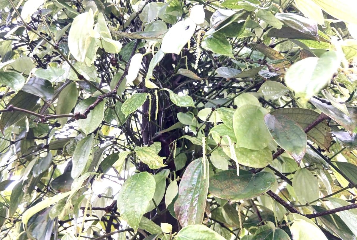 Cây hồ tiêu đang xuất hiện tuyến trùng gây hại. Ảnh: Tuấn Anh.