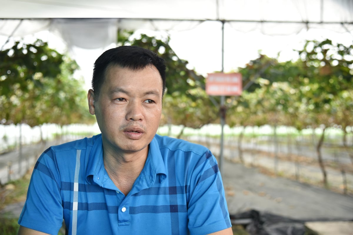 Anh Tạ Quốc Hoàng (sinh năm 1986) - chủ vườn nho tại xã Nội Bài (TP Hà Nội). Ảnh: Xuân Hà.