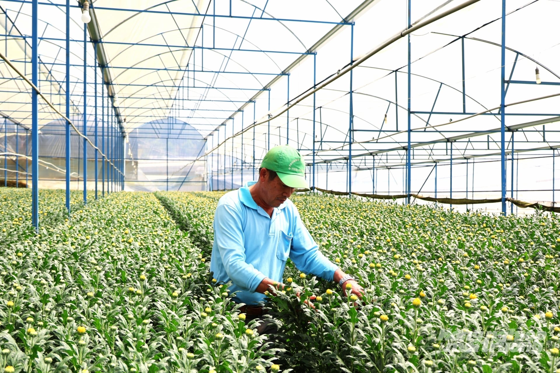 Sản xuất hoa công nghệ cao tại Lâm Đồng hướng đến nâng cao chất lượng và đáp ứng yêu cầu thị trường xuất khẩu. Ảnh: Nhật Tiến, Sản xuất hoa công nghệ cao tại Lâm Đồng hướng đến nâng cao chất lượng và đáp ứng yêu cầu thị trường xuất khẩu. Ảnh: Nhật Tiến,